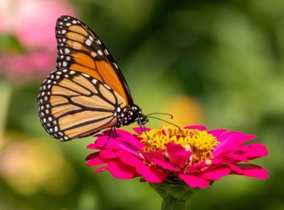 A close-up of a monarch butterfly on top of a vibrant magenta colored flower, in the process of feeding on its nectar, showcasing zinnias for butterflies