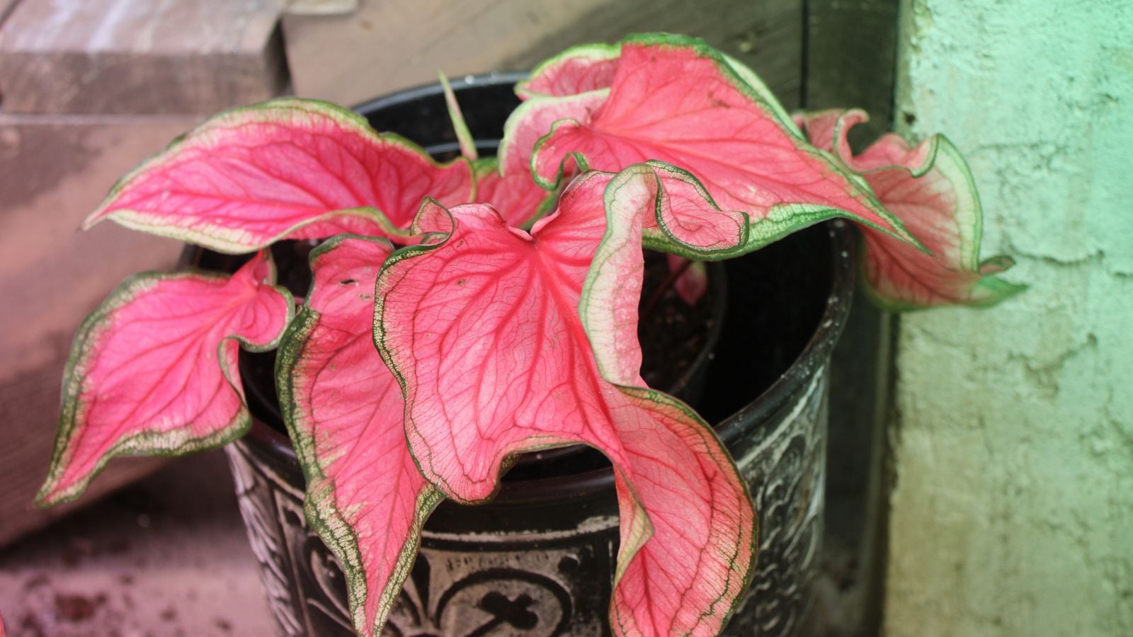 A close-up shot of a small composition of delicate pink and green leaves of a houseplant, placed on a black pot outdoors