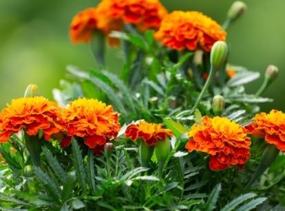 A close-up shot of a small composition of vibrant red-orange colored blooms, sitting atop its green foliage, showcasing how to direct sow marigods
