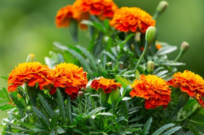 A close-up shot of a small composition of vibrant red-orange colored blooms, sitting atop its green foliage, showcasing how to direct sow marigods