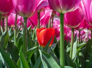 A close-up shot of a large composition of tall pink flowers with a single small red flower in the middle, showcasing short tulips