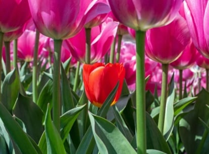 A close-up shot of a large composition of tall pink flowers with a single small red flower in the middle, showcasing short tulips