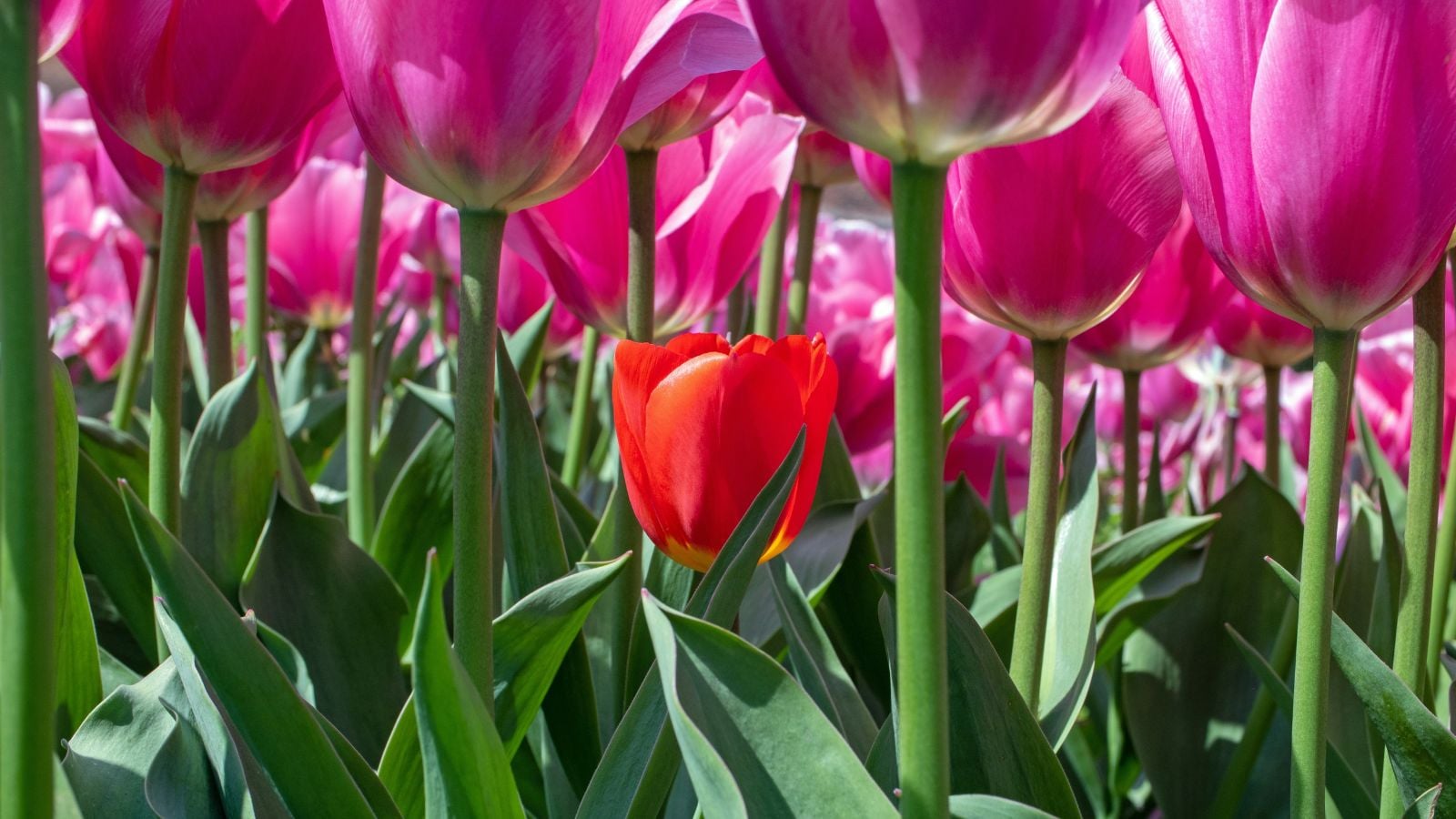 A close-up shot of a large composition of tall pink flowers with a single small red flower in the middle, showcasing short tulips