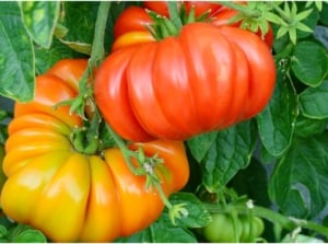 A close-up shot of a couple of yellow and red colored, deeply ribbed fruits on green vines, stems, and leaves, showcasing brandywine tomatoes April