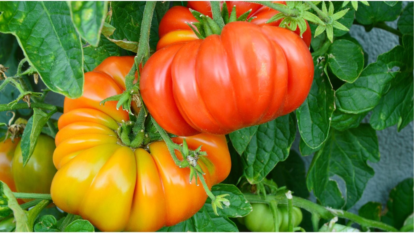 A close-up shot of a couple of yellow and red colored, deeply ribbed fruits on green vines, stems, and leaves, showcasing brandywine tomatoes April