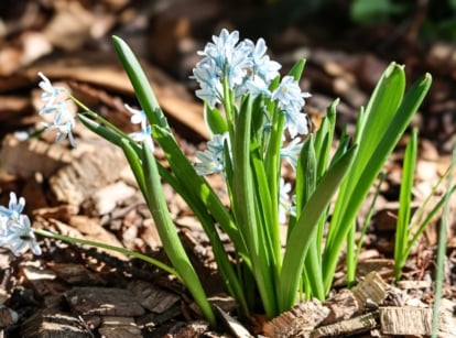 A close-up of a developing flowering plant, placed on rich amended soil, showcasing weed or perennial