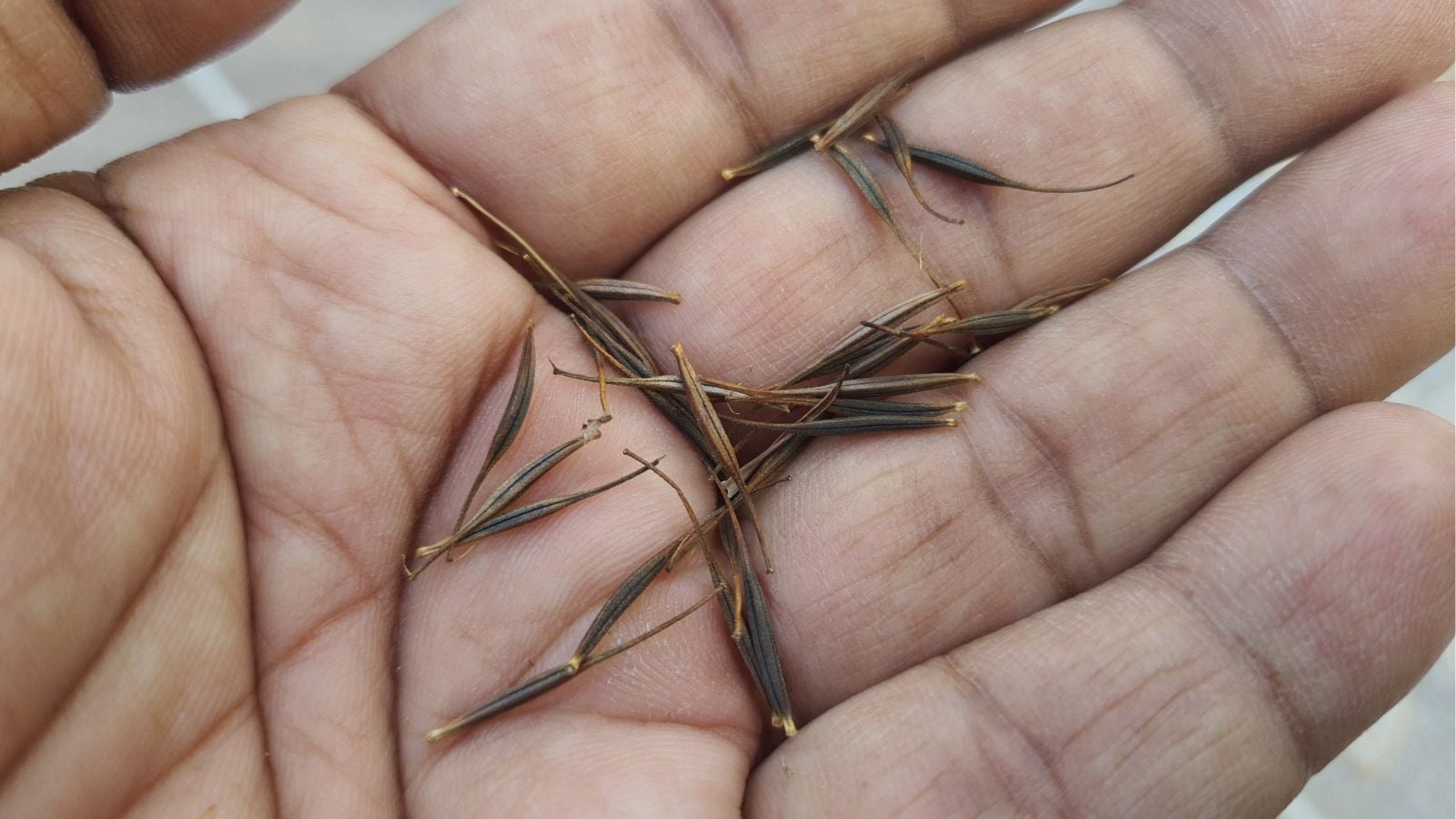 A close-up shot of a hand holding a small pile of long, slender, elongated, seeds of a flower, all situated in a well lit area