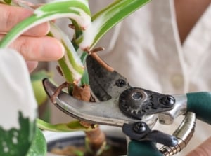 A close-up shot of a person's hand using a pruner, in the process of trimming a houseplant, showcasing how to trim dead philodendron leaves