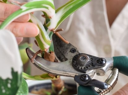 A close-up shot of a person's hand using a pruner, in the process of trimming a houseplant, showcasing how to trim dead philodendron leaves