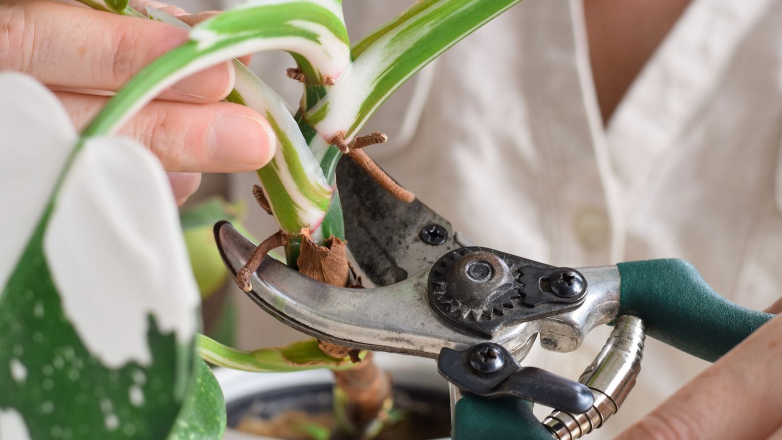 A close-up shot of a person's hand using a pruner, in the process of trimming a houseplant, showcasing how to trim dead philodendron leaves