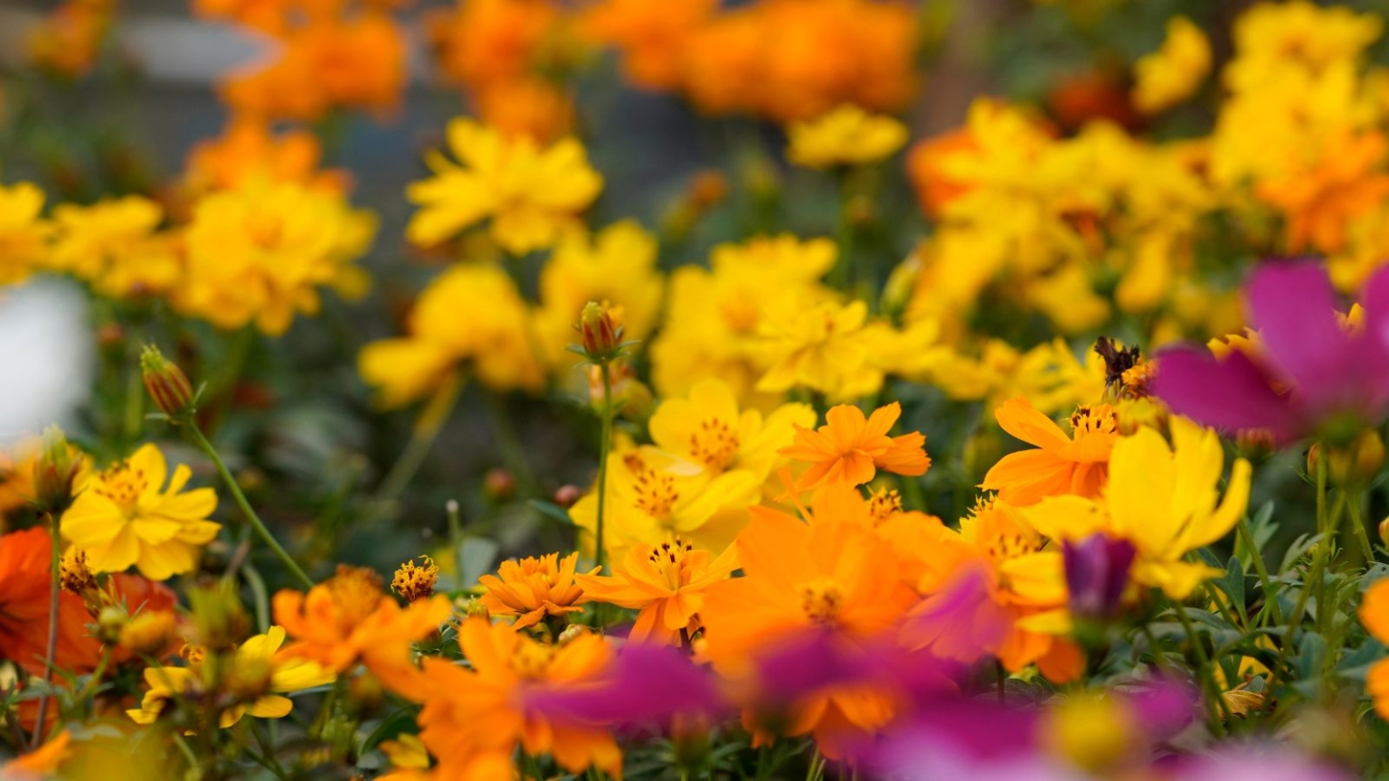 Spring Into Fall The Ultimate Guide to Succession Sowing Flowers