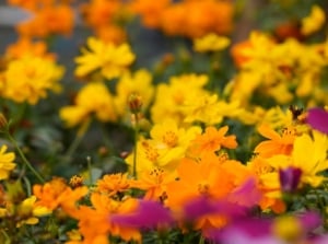 A close-up shot of a large composition of delicate blooms in various hues, showcasing how to sucession sow flowers