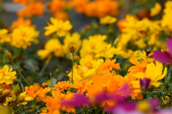 A close-up shot of a large composition of delicate blooms in various hues, showcasing how to sucession sow flowers
