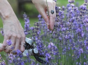 A close-up shot of a person in the process of using a hand pruner to cut purple flowers, showcasing how to trim lavender more blooms