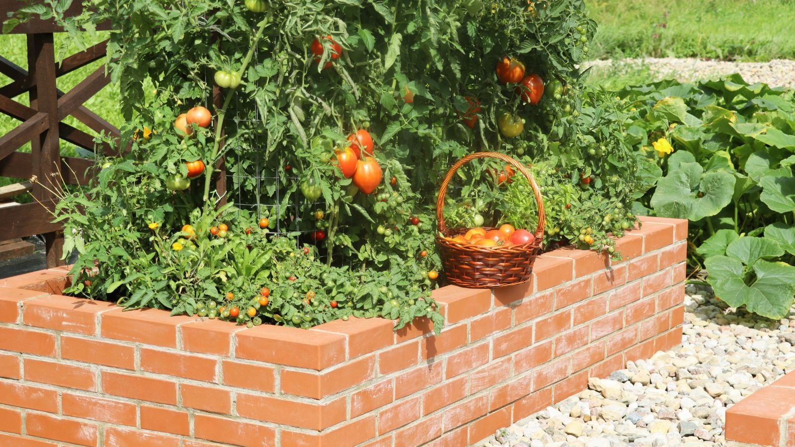A close-up shot of a raised bed made from bricks with several developing tomato crops in a large garden area outdoors
