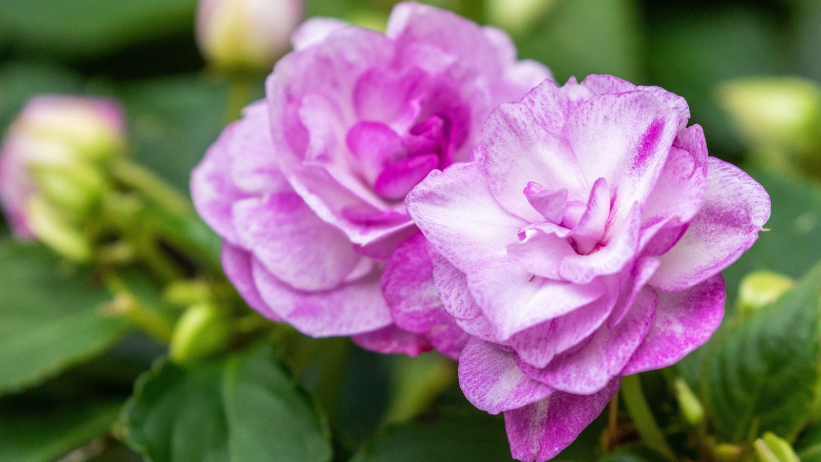 A close-up shot of light-purple colored double flowers, of the wisteria variety, placed in a well lit area outdoors