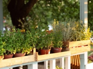 A close-up shot of several containers with developing aromatic plants, all placed on a patio area, showcasing potted herb garden