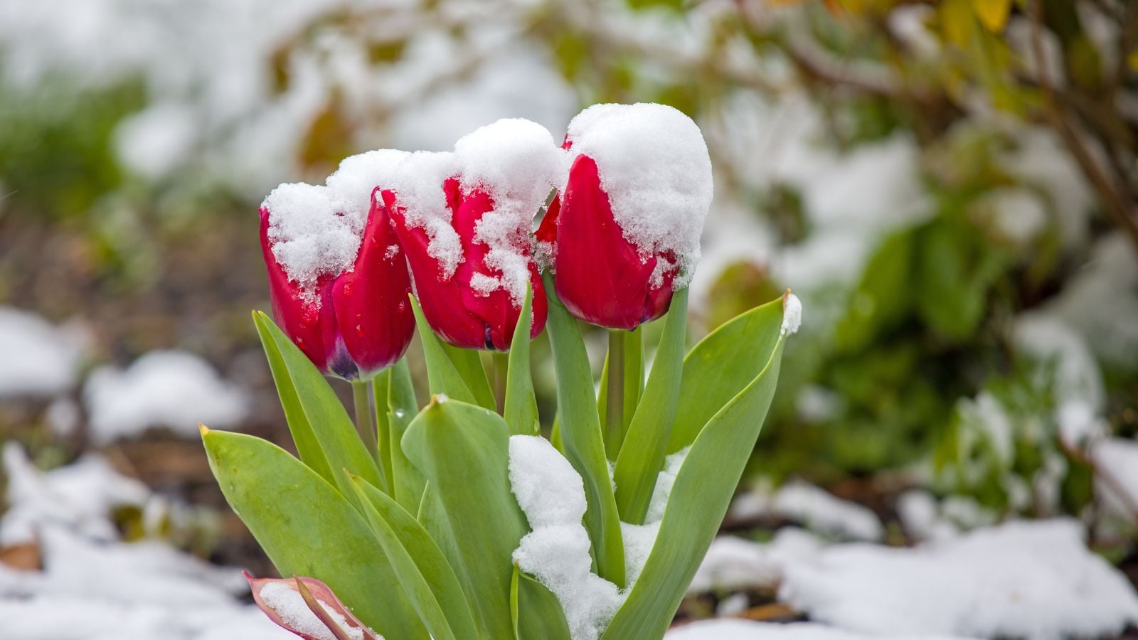 A close-up shot of a small composition of snow covered red flowers, all situated in a well lti area outdoors