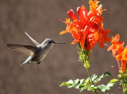 A close-up shot of a bird that is hovering, in the process of getting ready to feed nectar on vines attract hummingbirds