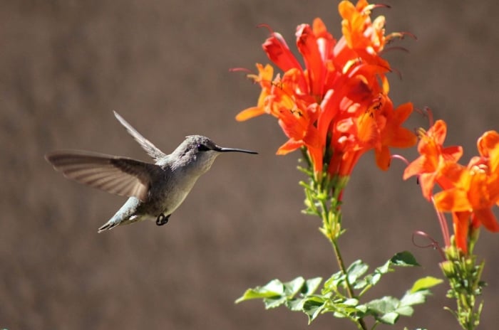 A close-up shot of a bird that is hovering, in the process of getting ready to feed nectar on vines attract hummingbirds