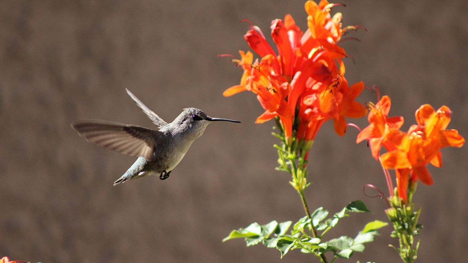 A close-up shot of a bird that is hovering, in the process of getting ready to feed nectar on vines attract hummingbirds