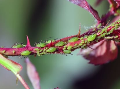 A close-up shot of a large colony of green colored insects, crawling on a purple-red stem of a plant, showcasing how to deal with aphids naturally