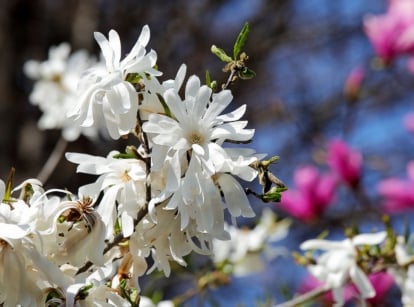 A close-up shot of a composition of star-shaped, white-colored blooms, showcasing the best magnolia varieties for small yards