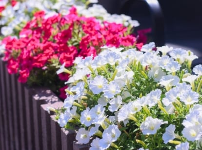 A close-up shot of a large composition of vibrant petunia flowers placed in large containers, showcasing how to keep annuals blooming