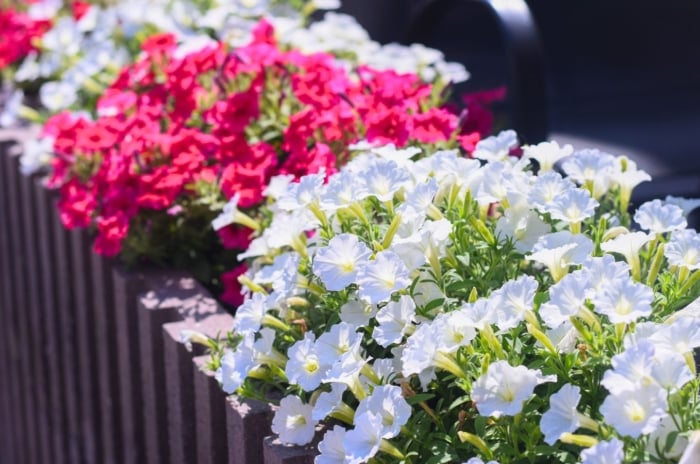 A close-up shot of a large composition of vibrant petunia flowers placed in large containers, showcasing how to keep annuals blooming