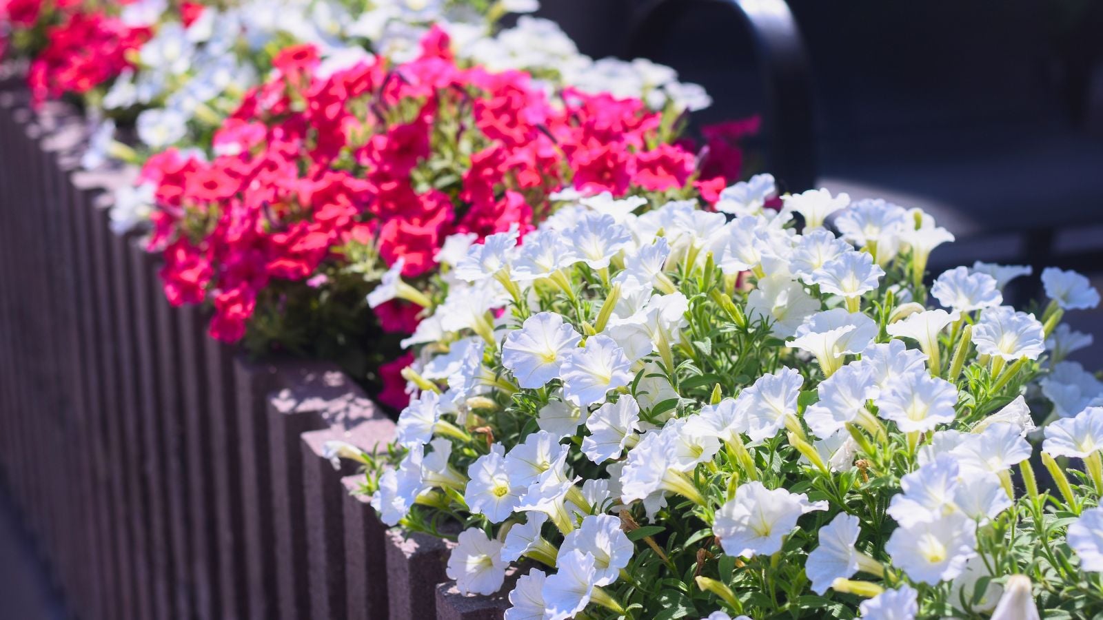 A close-up shot of a large composition of vibrant petunia flowers placed in large containers, showcasing how to keep annuals blooming