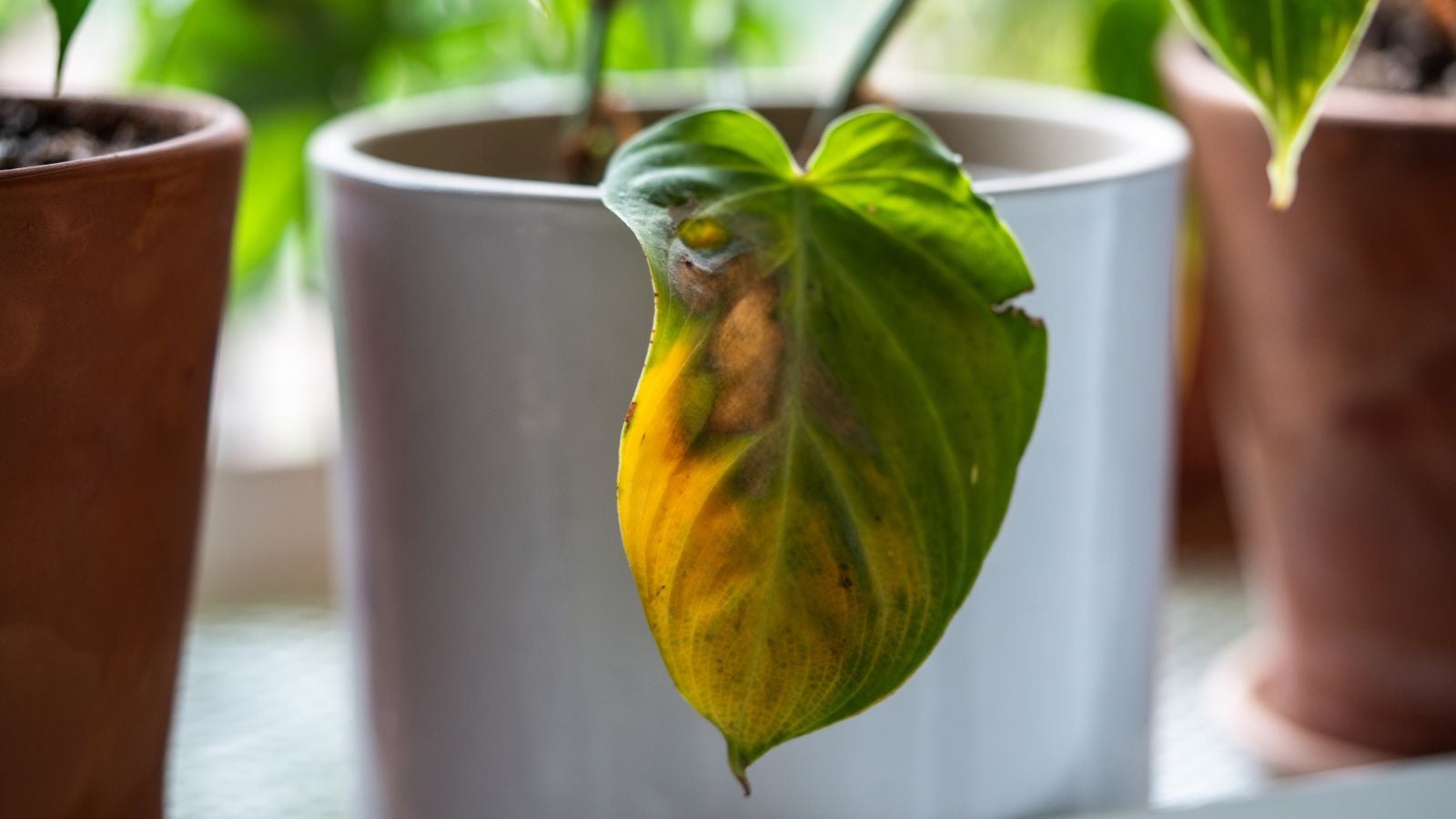 A close-up shot of a diseased and yellowing foliage of a houseplant, placed on a white pot alongside other potted houseplants indoors