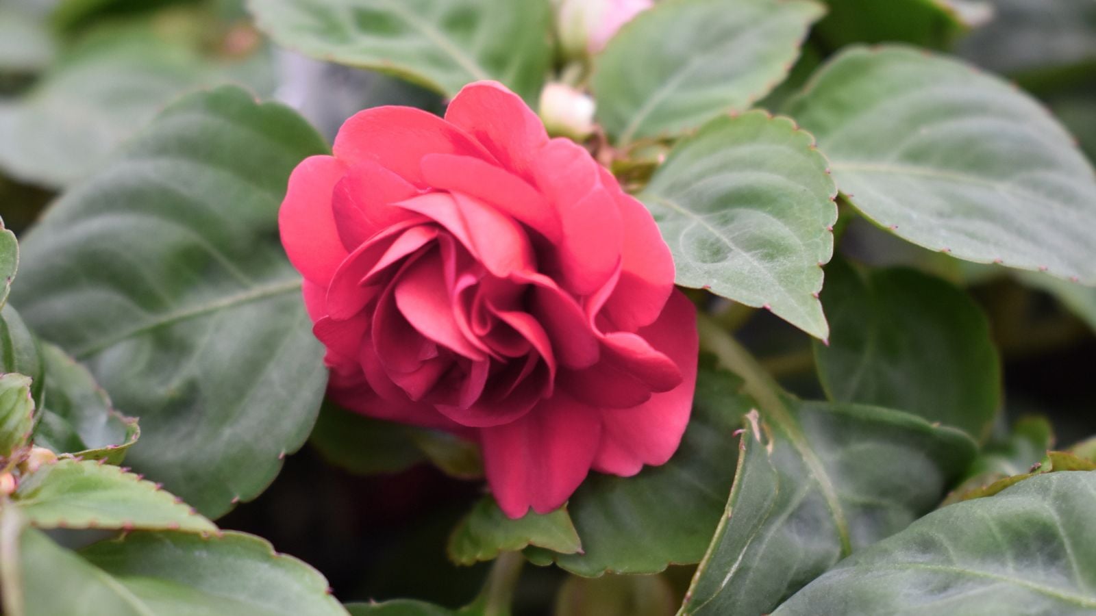 A close-up shot of a red-colored double-bloom rose-like flower, developing alongside its dark green foliage in a well lit area outdoors