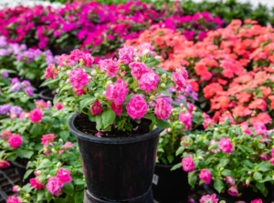 A close-up shot of a large composition of double flowers, one placed in a pot and in the middle, showcasing the rockapulco impatiens