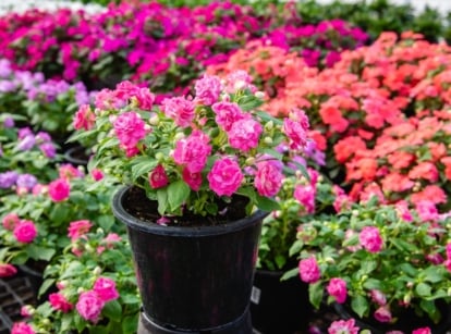 A close-up shot of a large composition of double flowers, one placed in a pot and in the middle, showcasing the rockapulco impatiens