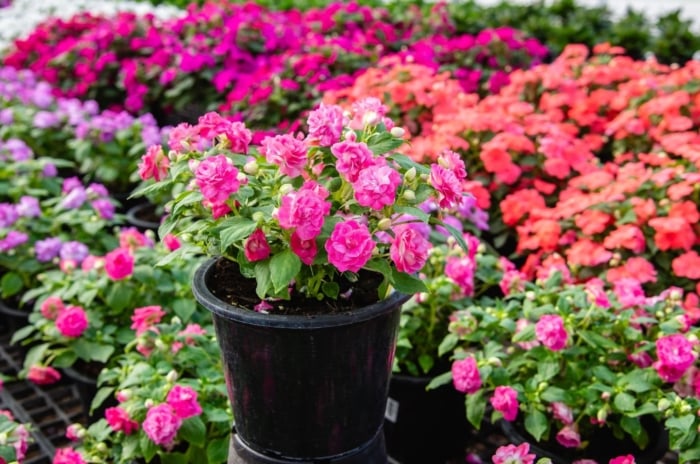 A close-up shot of a large composition of double flowers, one placed in a pot and in the middle, showcasing the rockapulco impatiens