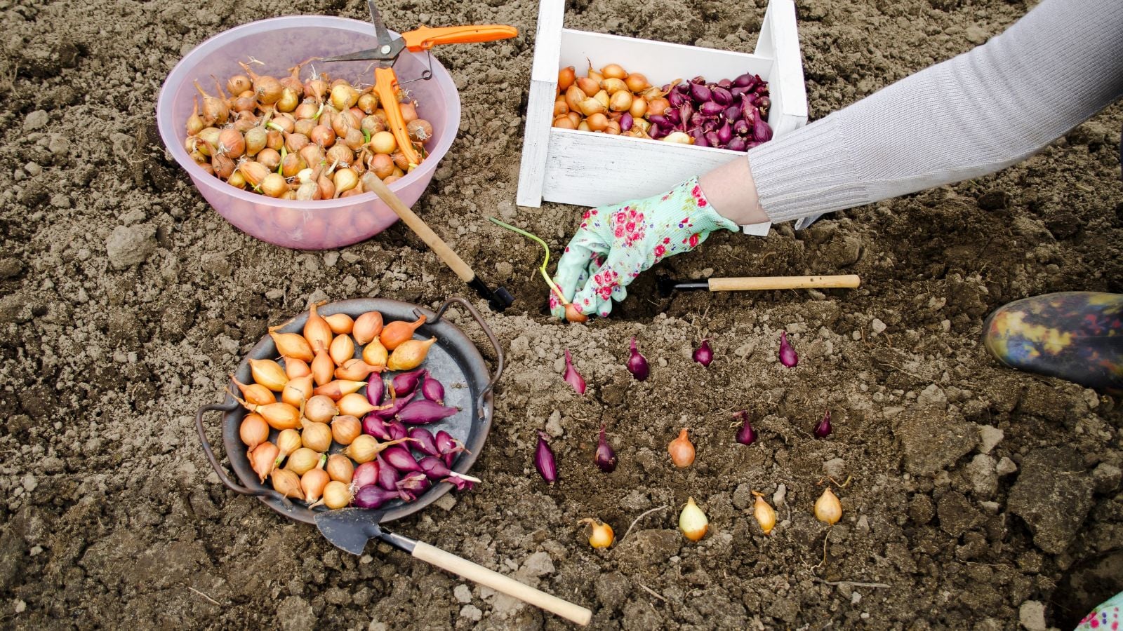A close-up shot of a person's hand wearing gloves, in the process of sowing small crop bulbs, in a well lit garden area outdoors