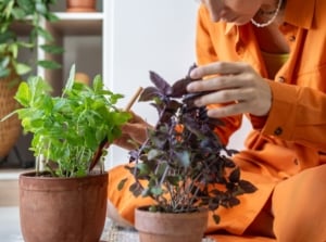 A close-up shot of a person tending to several potted aromatic crops, showcasing what to plant herbs April