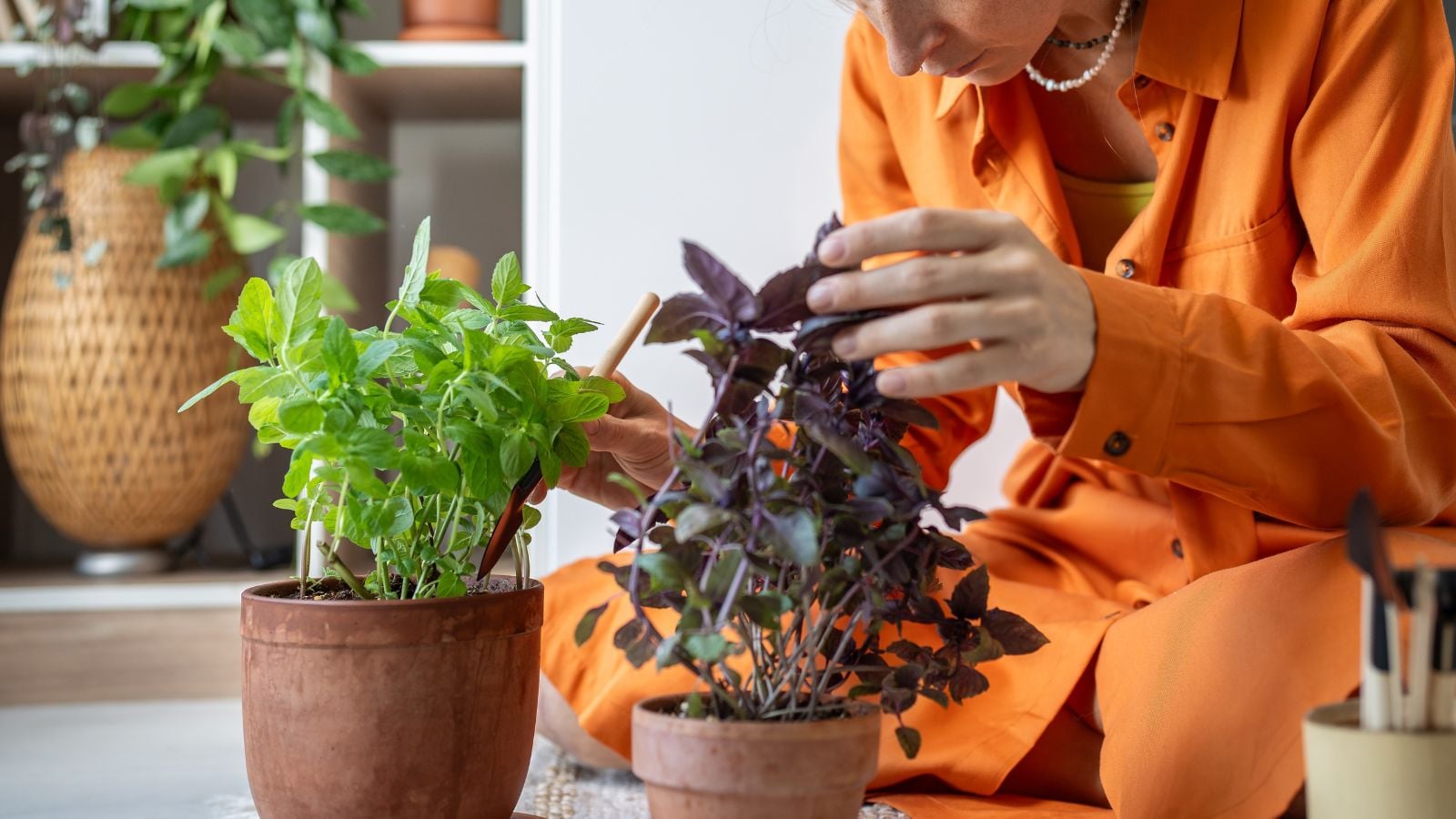 A close-up shot of a person tending to several potted aromatic crops, showcasing what to plant herbs April