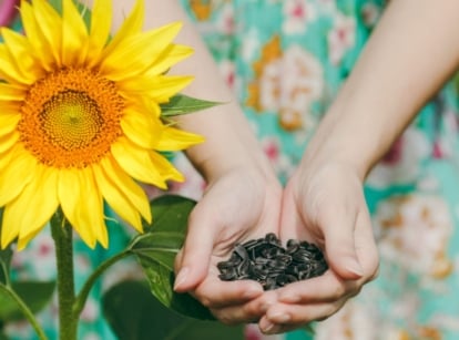 A close-up shot of a person's hand holding a pile of black ovules beside a sunflower, showcasing which to plant in ground May