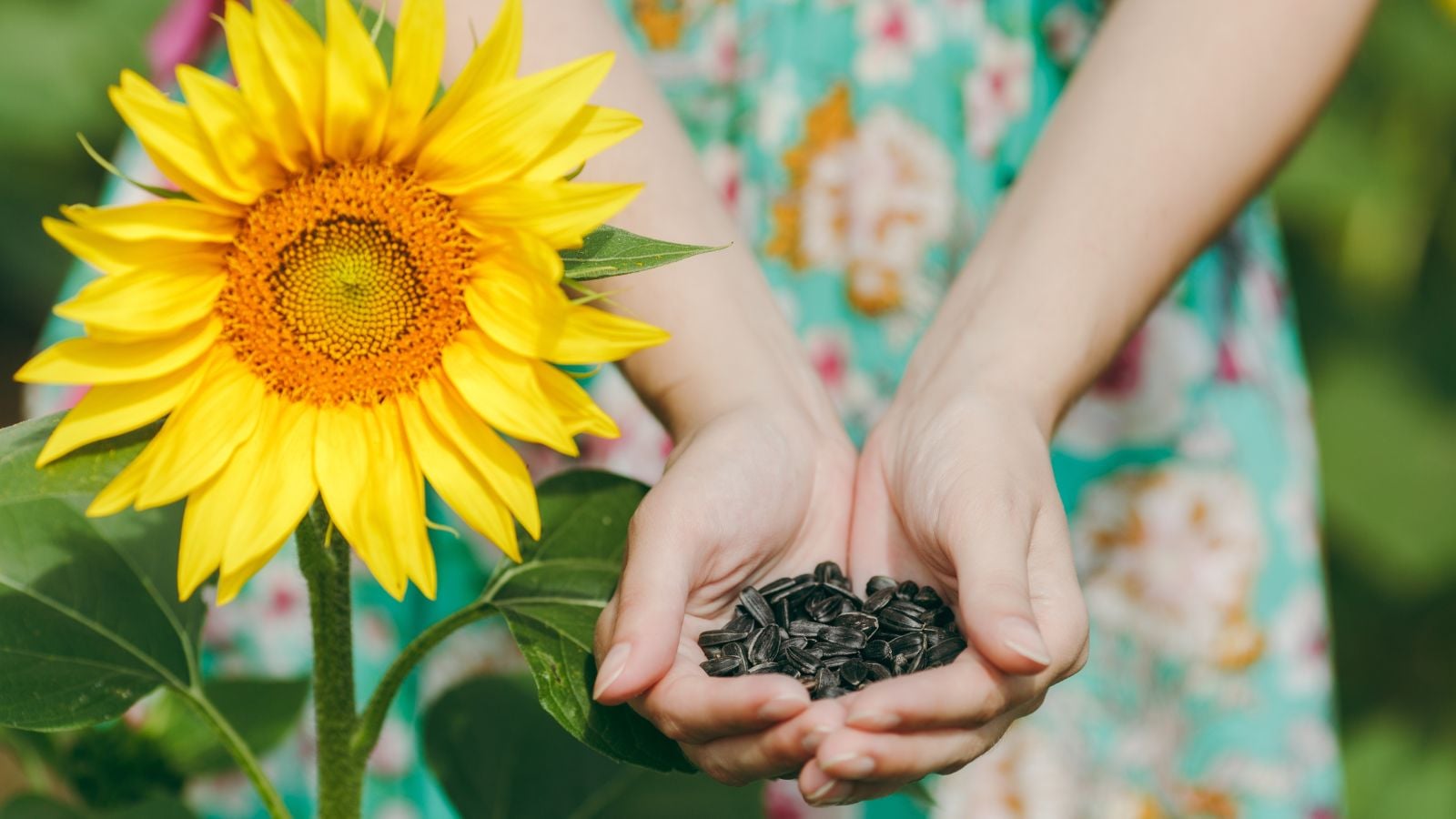 A close-up shot of a person's hand holding a pile of black ovules beside a sunflower, showcasing which to plant in ground May