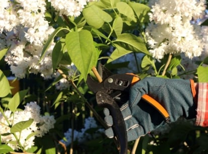 A close-up shot of a person's hand in the process of using a pruner to trim and cut a common lilac, showcasing spring perennial pruning