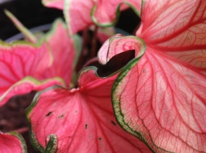 A close-up shot of a pink colored houseplant, with thin green edges and darker pink veins, placed on a black colored pot, showcasing the florida sweetheart caladium