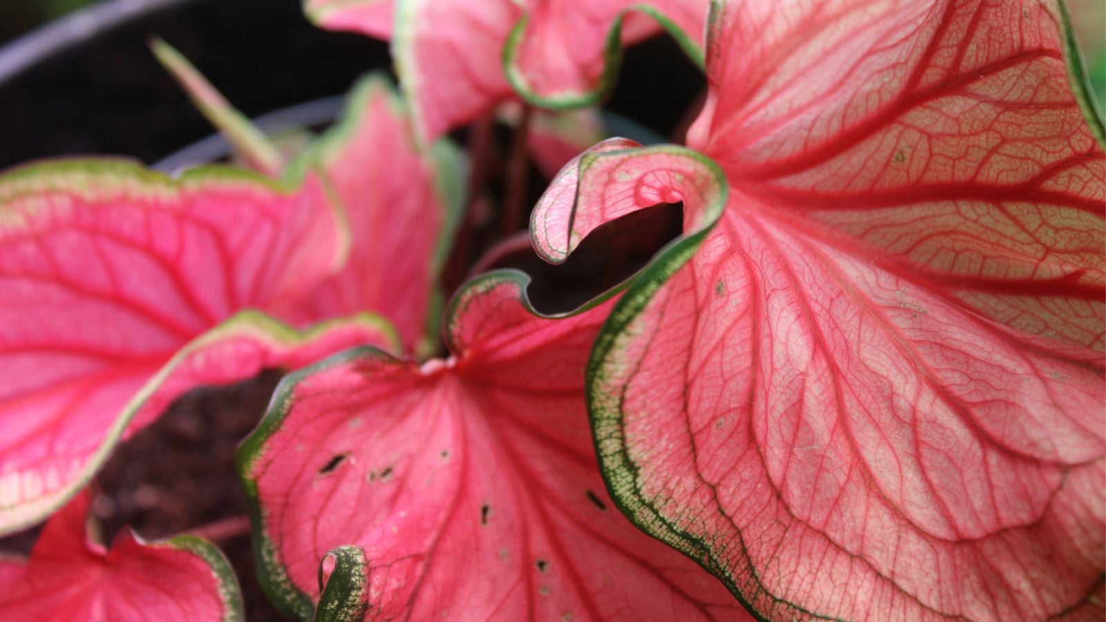 A close-up shot of a pink colored houseplant, with thin green edges and darker pink veins, placed on a black colored pot, showcasing the florida sweetheart caladium