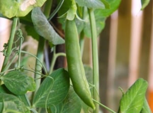 A close-up shot of a ripe legume pod, developing near a wooden fence in a garden area, showcasing how to grow sugar snap peas