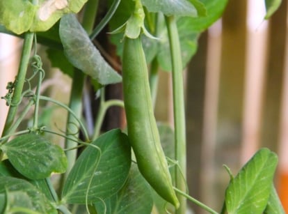 A close-up shot of a ripe legume pod, developing near a wooden fence in a garden area, showcasing how to grow sugar snap peas