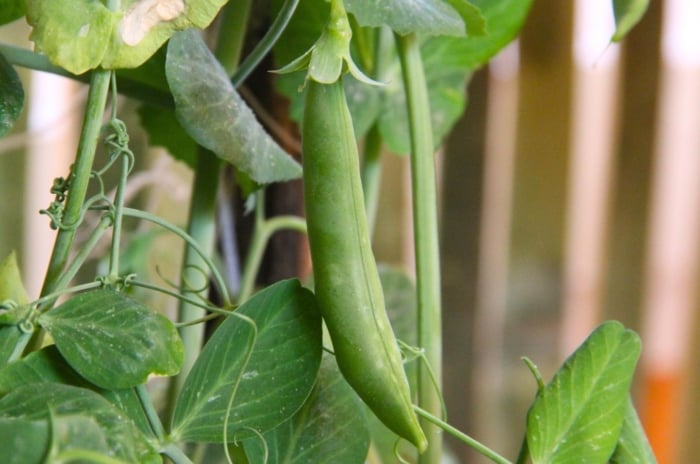 A close-up shot of a ripe legume pod, developing near a wooden fence in a garden area, showcasing how to grow sugar snap peas
