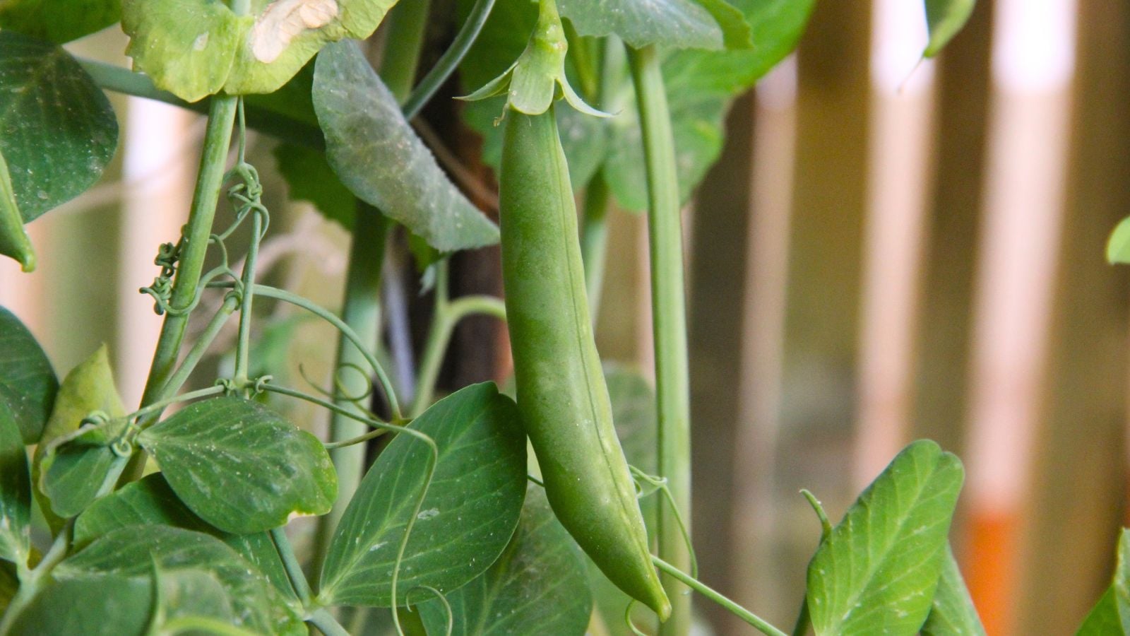 A close-up shot of a ripe legume pod, developing near a wooden fence in a garden area, showcasing how to grow sugar snap peas