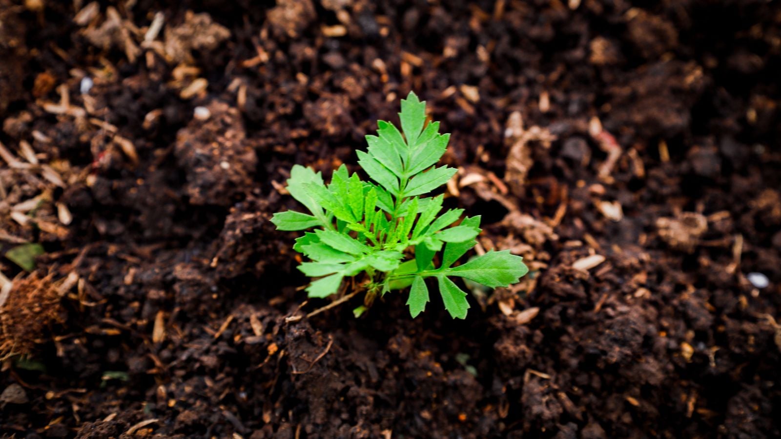 A close-up shot of a small developing seedling of a flower situated on rich soil outdoors