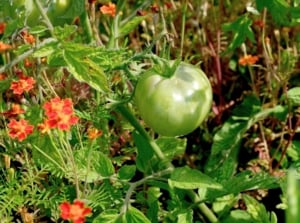 A close-up shot of a ripening tomato crop growing alongside red-orange colored marigold flowers, showcasing spring vegetable pairings