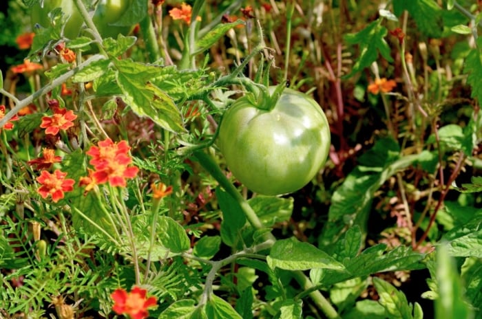 A close-up shot of a ripening tomato crop growing alongside red-orange colored marigold flowers, showcasing spring vegetable pairings